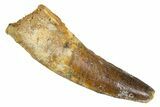 Fossil Spinosaurus Tooth - Real Dinosaur Tooth #344551-1